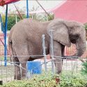 Against all odds for Samba, the last ‘circus’ elephant, whose suffering has broken the State’s indifference