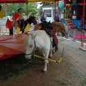 Wallonia, in the leading pack of animal welfare