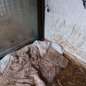 Open letter to Fabien Di Filippo regarding the fate of dogs neglected by the management at Arche de Bouba