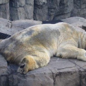 Arturo, polar bear