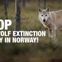 Urgence en Norvège : la moitié des loups en arrêt de mort!