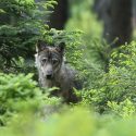 One Voice demande justice pour le loup empoisonné dans la Drôme