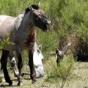 Fermes à sang : quand l’expérimentation animale sert la rentabilité des élevages européens