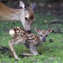 A counter-power to the hunters must emerge!