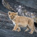 Lionceau sur le dance floor