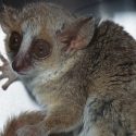 France, champion of animal experimentation: grey mouse lemurs in sight