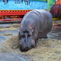 Pour Jumbo et tous les animaux «de cirque»: le scandaleux courrier, qui en dit long…