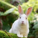 Let’s stop testing household products on animals!
