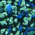 Dory: a message of freedom or the beginnings of a massacre?