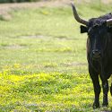 Soyez résistants à la tauromachie: signez le manifeste en ligne!