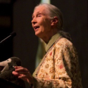 December 7th: Jane Goodall will be with One Voice in Tübingen!