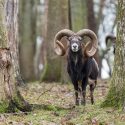 Non à la traque des animaux dans les Ardennes pendant le confinement : audience le 1er décembre