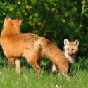 1430 renards en danger de mort : nous attaquons en référé la préfecture de Seine-Maritime