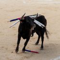 Corridas, Novilladas, in Beaucaire as elsewhere in the South of France, bulls die in front of children