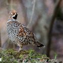 Mountain Galliformes: more than a thousand birds spared from hunting