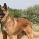 Respect for dogs: A nonviolent education is possible – Testify!