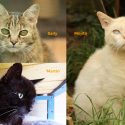 Help L’école du chat who are in shock after an attack on its most vulnerable proteges