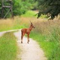 Chasse : les balles siffleront en forêt dès le 1er juin !