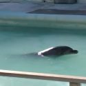 Honey loses her reason in a filthy pool