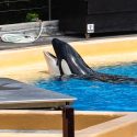 In Tenerife, Loro Parque will stop at nothing to make a profit from Morgan