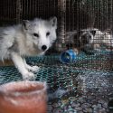 Investigation into Finnish fur farms: let’s call for an end to the production and sale of fur in Europe!