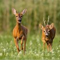 Le dérèglement climatique, un cataclysme pour les animaux.