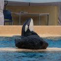 At Loro Park, Ula goes from bad to worse… and it’s the dolphinarium that says so