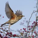 Quand les oiseaux tombent du ciel