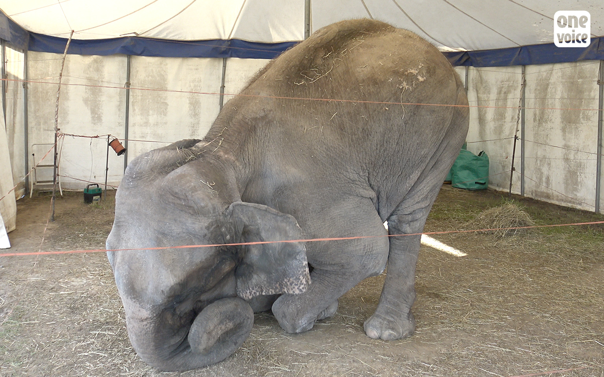 Euzet-les-Bains : un havre de paix pour les cirques avec animaux sauvages