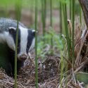 Badgers will not be dug out in Haute-Garonne this summer!