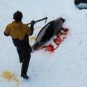 En Norvège, la chasse aux phoques autorisée sans inspecteurs de protection animale !