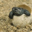 À Toulouse, le havre de paix pour tortues s’agrandit !