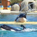 Lettre d’Ingrid Visser et de spécialistes aux ambassadeurs pour interdire l’import d’animaux sauvages vers la Chine, Orcinus orca, potentiels vecteurs