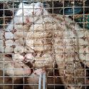 Latvia must renounce the murder of mink for their fur!