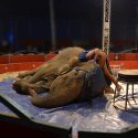 An intolerable life sentence for Dumba the elephant