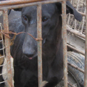 Dogs in China: what happens when there is no animal protection law…