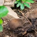 Réunion: a total emergency for tenrecs