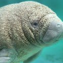 Projet d’un nouvel aquarium à Dieppe, il faut agir vite !