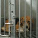 Again more and more dogs are being supplied to the labs … Let’s close down the breeding farm instead of enlarging it!