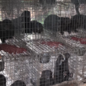 Fur: No Christmas Truce for the Mink of Montarlot