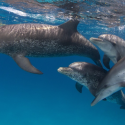 Dolphin Production?