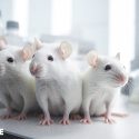 ‘Ethics committees’ in animal testing: they are (slowly) starting to listen to us