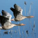 Hunting: what a sinister goose game!