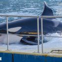 Moana vient de mourir dans la prison chlorée du Marineland qui aura été son seul horizon pendant ses douze ans de vie. One Voice va en justice à nouveau