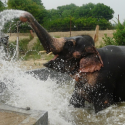 Coming soon… an elephant sanctuary in Europe!
