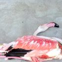 A flamingo, symptomatic victim of hunting