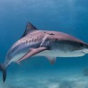 Une plainte pour épargner les requins