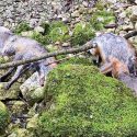 Foxes killed and abandoned in a Jura river: hearing on May 23!