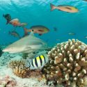 Reunion Island: Saint-André Shark Accident