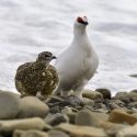 Audience en urgence contre la chasse des Perdrix grises des Montagnes et Lagopèdes alpins